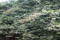 Spatholobus parviflorus